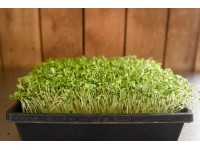 Broccoli organic microgreens